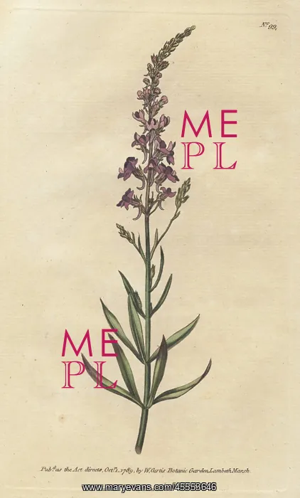: Purple toad-flax, Linaria purpurea : Purple toad-flax, Linaria purpurea