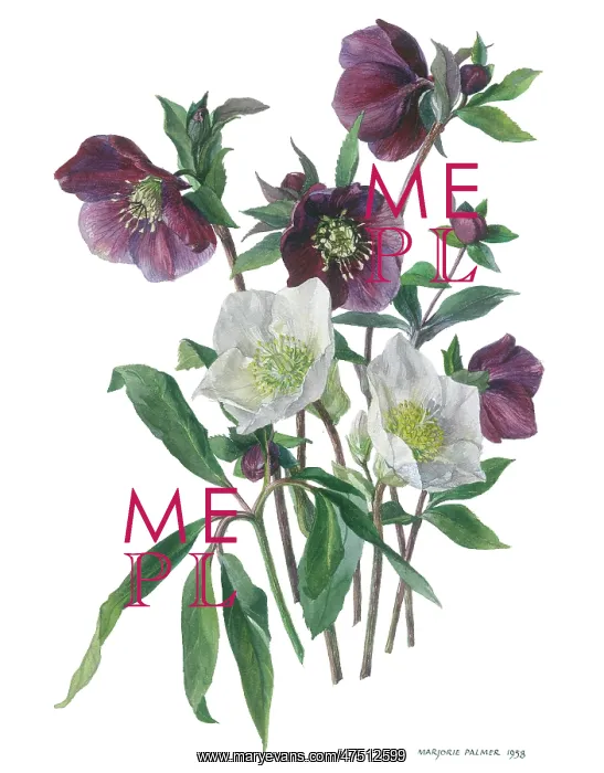  : Purple and White Lenten Roses