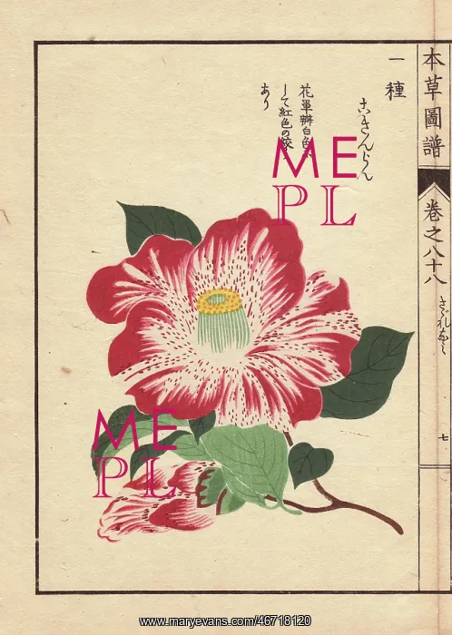 : Purple and white striped and spotted camellia : Purple and white striped and spotted camellia