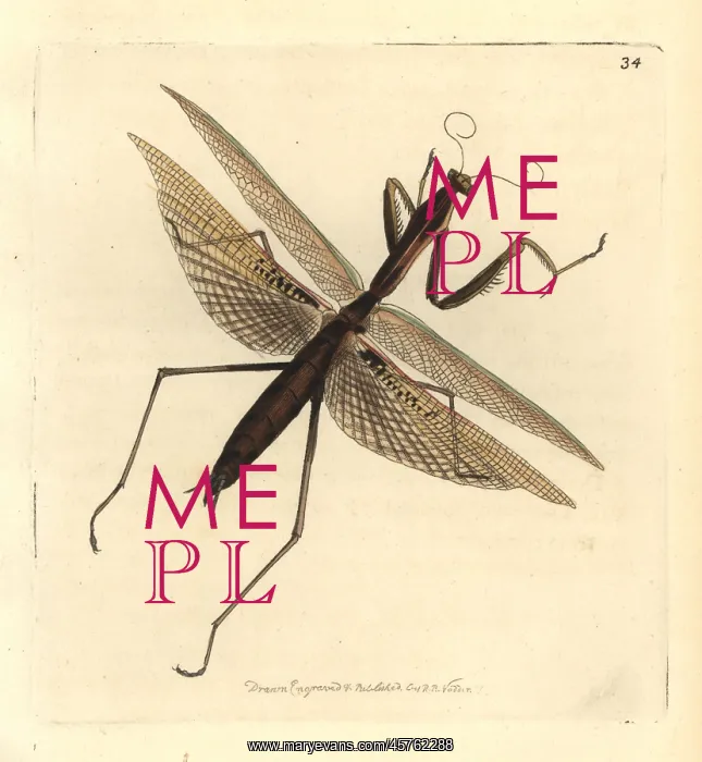 : Purple-winged mantis, Tenodera australasiae : Purple-winged mantis, Tenodera australasiae