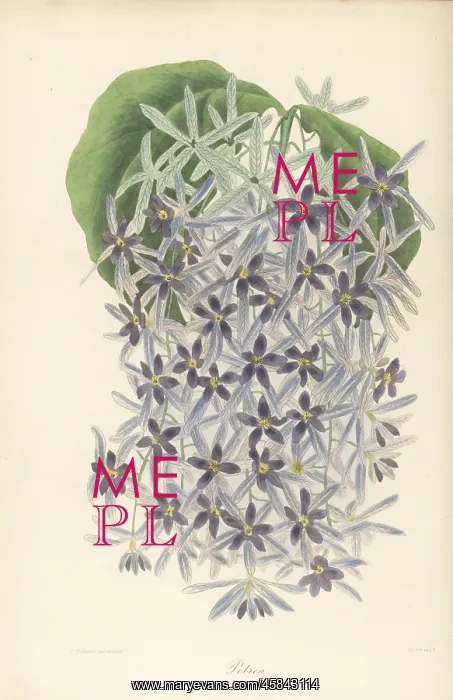 : Purple wreath, Petrea volubilis : Purple wreath, Petrea volubilis