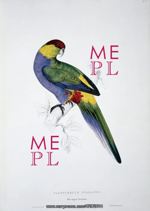 : Purpureicephalus spurius, red-capped parrot : Purpureicephalus spurius, red-capped parrot