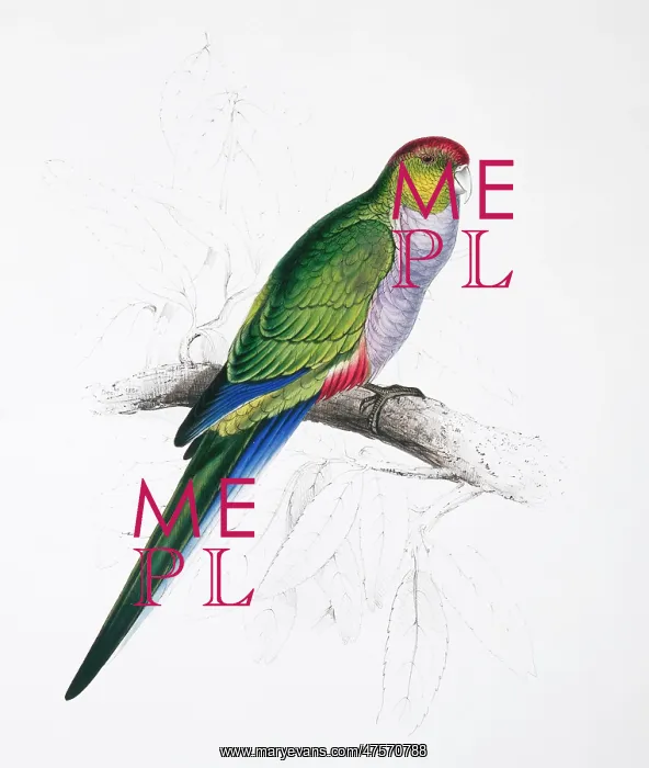 : Purpureicephalus spurius, red-capped parrot : Purpureicephalus spurius, red-capped parrot