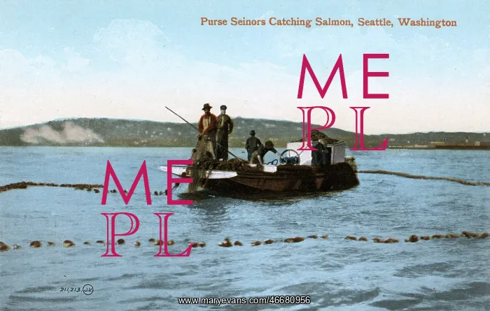 : Purse Seinors Catching Salmon, Seattle, Washington, USA : Purse Seinors Catching Salmon, Seattle, Washington, USA