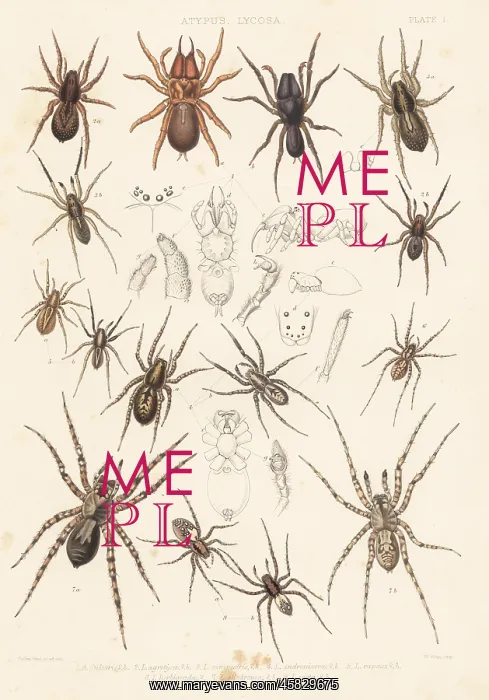 : Purse web and wolf spider species : Purse web and wolf spider species