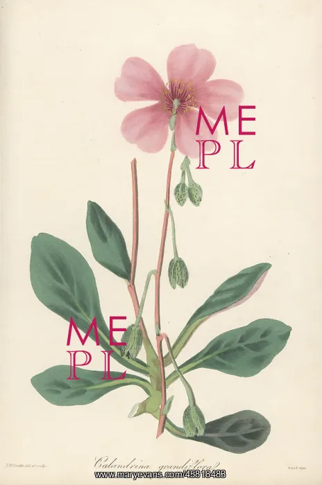 : Purslane, Cistanthe grandiflora : Purslane, Cistanthe grandiflora