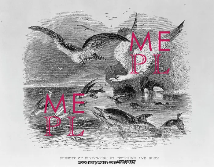 : Pursuit of Flying Fish by Dolphins & Birds : Pursuit of Flying Fish by Dolphins & Birds