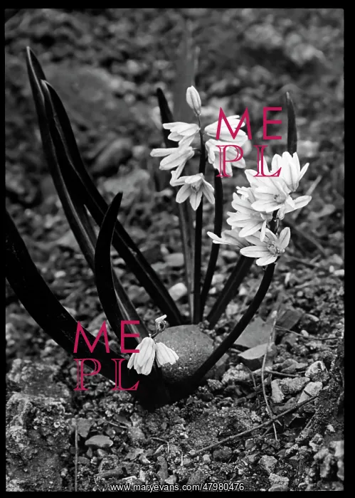 : Puschkinia Scilloides (Hyacinth) : Puschkinia Scilloides (Hyacinth)