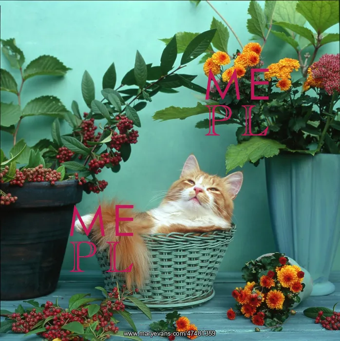 : Puss in Basket ' ginger cat : Puss in Basket ' ginger cat