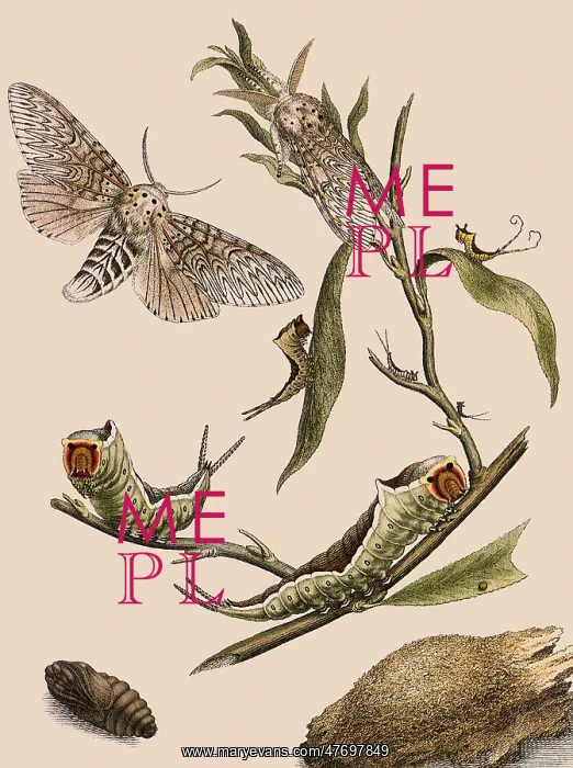 : Puss Moth : Puss Moth