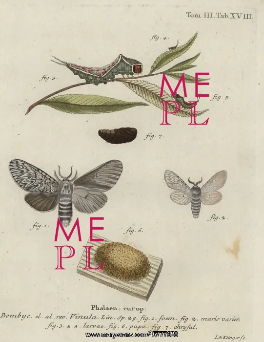 : Puss moth, Cerura vinula : Puss moth, Cerura vinula