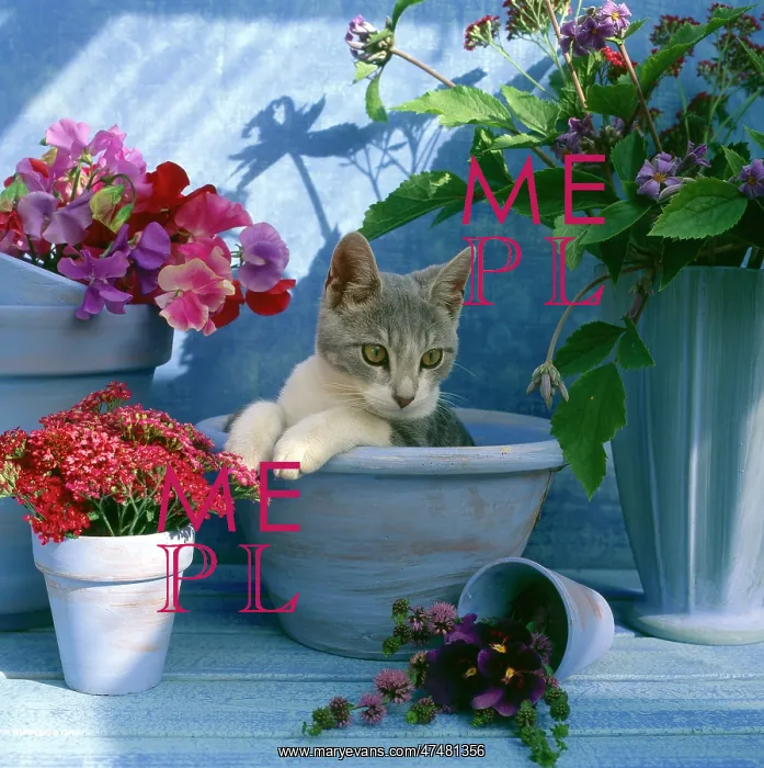 : Puss in Pot I ' with sweetpeas : Puss in Pot I ' with sweetpeas