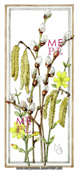  : Pussy Willow, catkins and jessamine