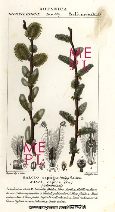 : Pussy willow or goat willow, Salix caprea : Pussy willow or goat willow, Salix caprea