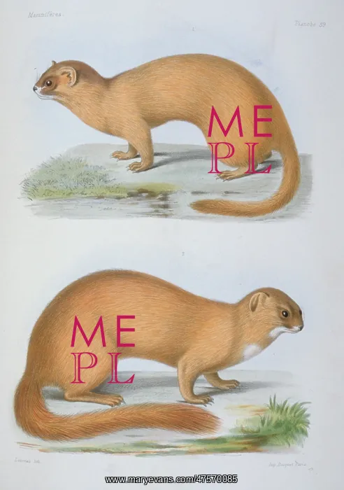 : Putorius davidianus & P.moupinensis : Putorius davidianus & P.moupinensis