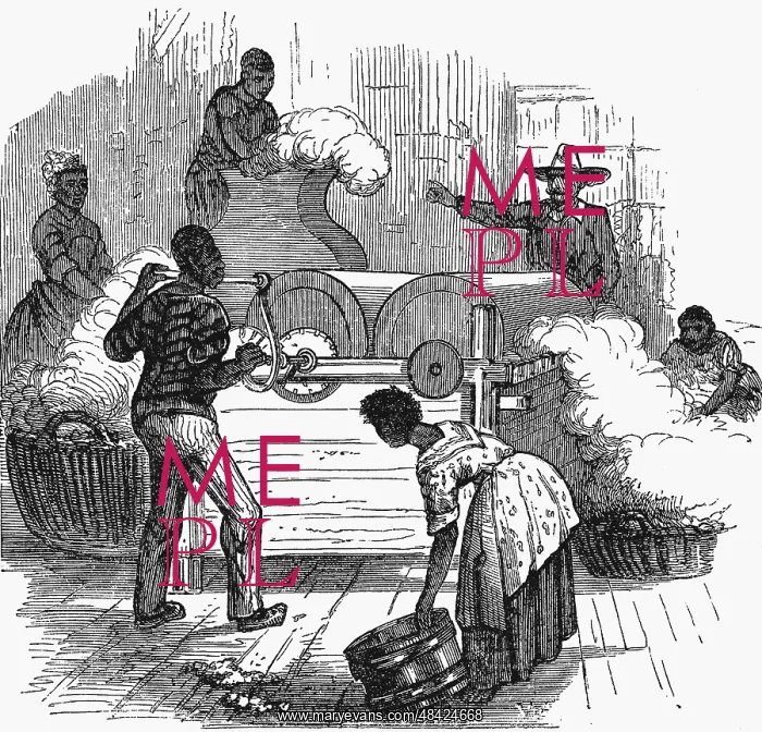 : Putting cotton bolls through whipping press before : Putting cotton bolls through whipping press before