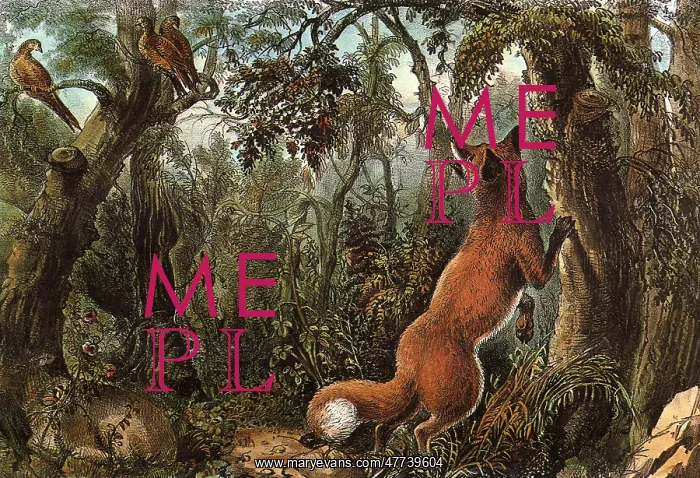  : The Puzzled FoX