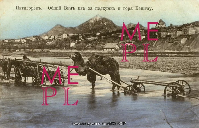 : Pyatigorsk, Russa - A Camel cart : Pyatigorsk, Russa - A Camel cart