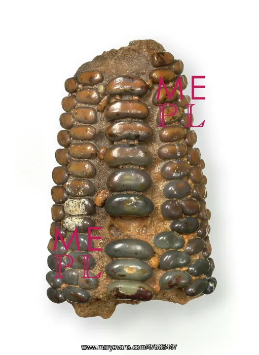 : Pycnodus zeaformis Longbottom, fish tooth plate : Pycnodus zeaformis Longbottom, fish tooth plate