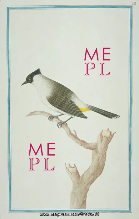 : Pycnonotus aurigaster, sooty-headed bulbul : Pycnonotus aurigaster, sooty-headed bulbul