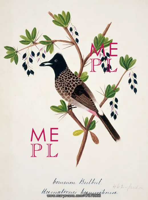 : Pycnonotus cafer, red-vented bulbul : Pycnonotus cafer, red-vented bulbul