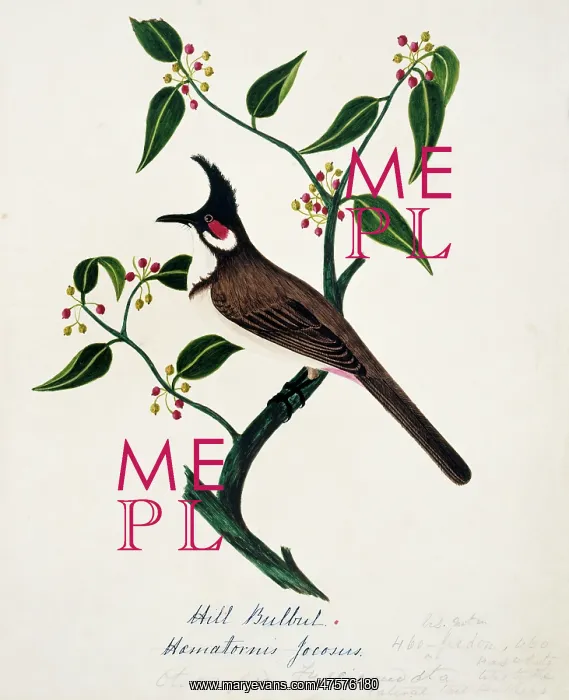  : Pycnonotus jocosus, red-whiskered bulbul