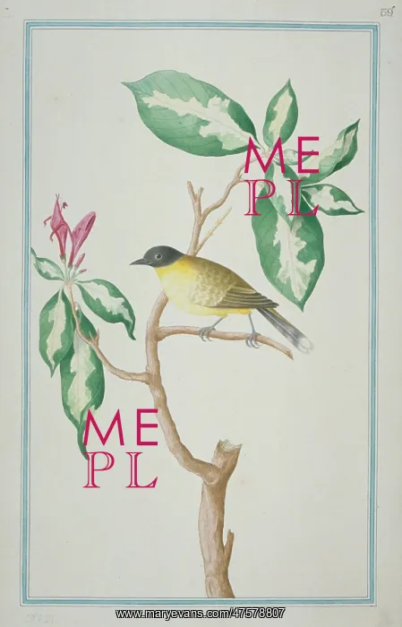 : Pycnonotus melanicterus, black-crested bulbul : Pycnonotus melanicterus, black-crested bulbul