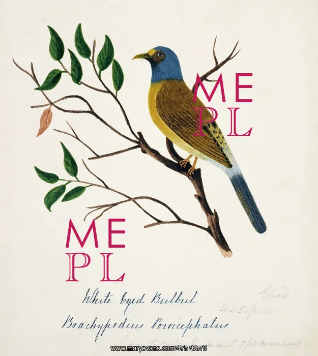: Pycnonotus priocephalus, grey-headed bulbul : Pycnonotus priocephalus, grey-headed bulbul