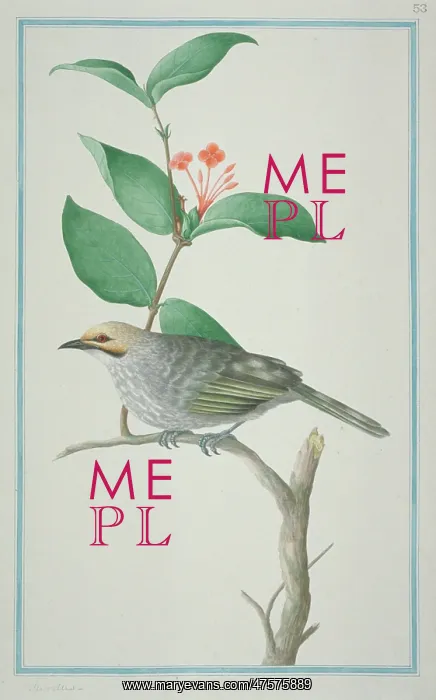 : Pycnonotus zeylanicus, straw-headed bulbul : Pycnonotus zeylanicus, straw-headed bulbul