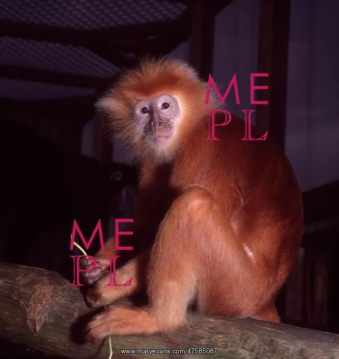 : Pygathrix nemaeus nemaeus, red-shanked douc langur : Pygathrix nemaeus nemaeus, red-shanked douc langur