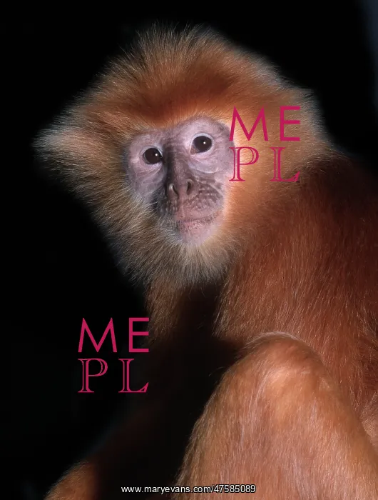 : Pygathrix nemaeus nemaeus, red-shanked douc langur : Pygathrix nemaeus nemaeus, red-shanked douc langur