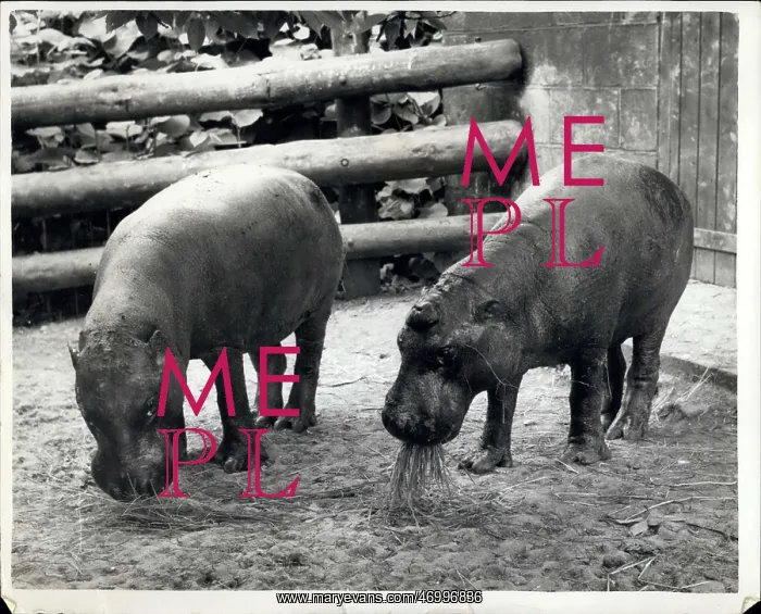 : Two pygmy hippos at Whipsnade Zoo : Two pygmy hippos at Whipsnade Zoo