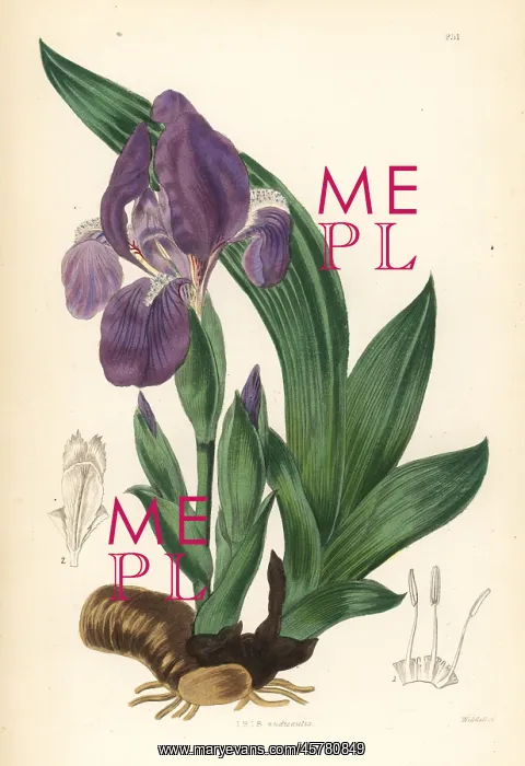 : Pygmy iris, Iris pumila : Pygmy iris, Iris pumila