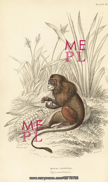 : Pygmy marmoset, Cebuella pygmaea : Pygmy marmoset, Cebuella pygmaea