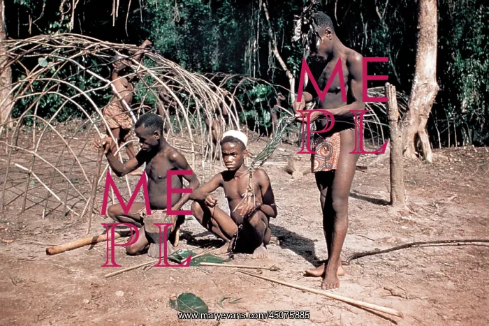: Four Pygmy Men Building Framework for Leaf Hut Shelter and : Four Pygmy Men Building Framework for Leaf Hut Shelter and