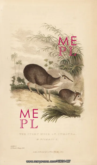 : Pygmy musk of Sumatra, Moschus pygmaeus : Pygmy musk of Sumatra, Moschus pygmaeus