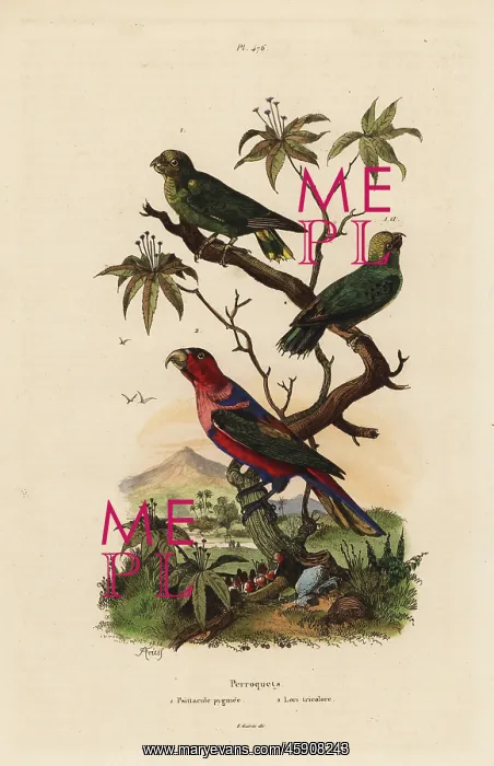 : Pygmy parrot, Micropsitta pusio, and black-capped : Pygmy parrot, Micropsitta pusio, and black-capped