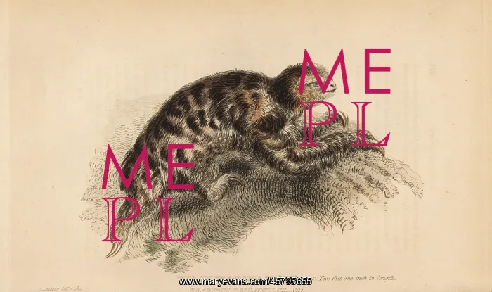 : Pygmy three-toed sloth, Bradypus pygmaeus : Pygmy three-toed sloth, Bradypus pygmaeus