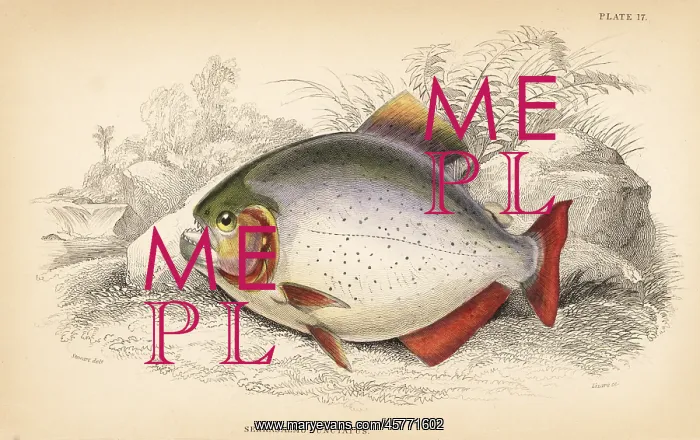 : Pygopristis denticulata piranha : Pygopristis denticulata piranha