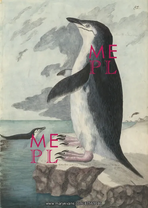 : Pygoscelis antarcticus, chinstrap penguin : Pygoscelis antarcticus, chinstrap penguin