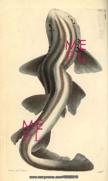 : Pyjama shark, Poroderma africanum Near threatened : Pyjama shark, Poroderma africanum Near threatened