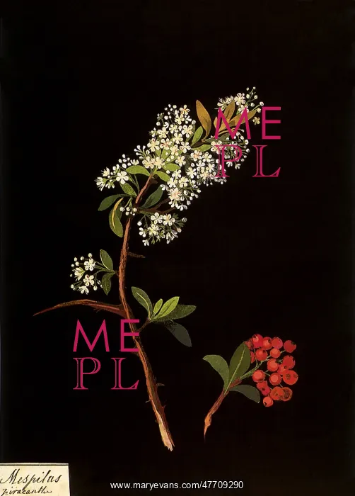 : Pyracanthus : Pyracanthus