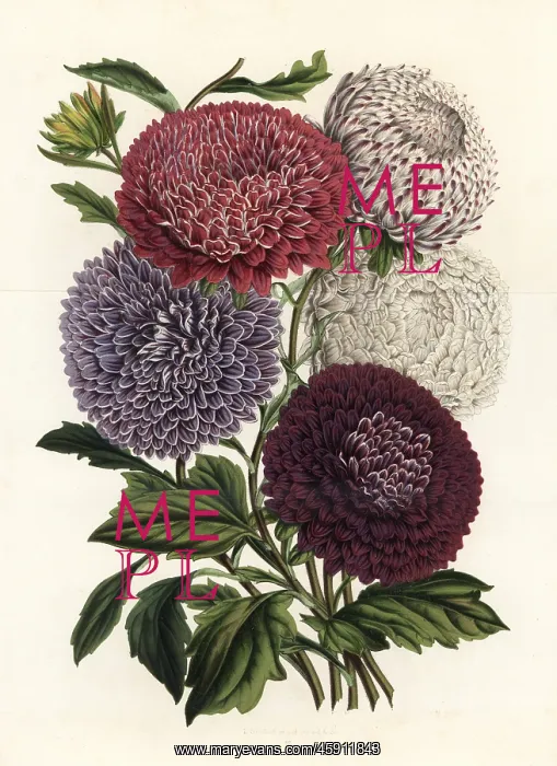 : Pyramid-shaped hybrid China asters, Callistephus chinensis : Pyramid-shaped hybrid China asters, Callistephus chinensis