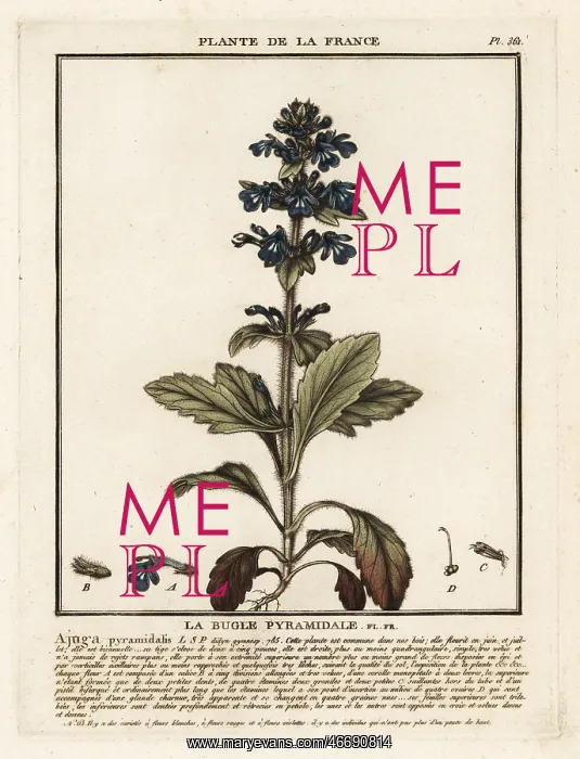 : Pyramidal bugle, Ajuga pyramidalis : Pyramidal bugle, Ajuga pyramidalis