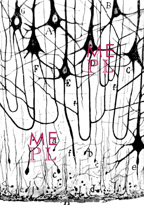 : Pyramidal Cells Illustrated by Cajal, 1923 : Pyramidal Cells Illustrated by Cajal, 1923