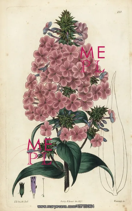: Pyramidal lychnidea, Phlox pyramidalis : Pyramidal lychnidea, Phlox pyramidalis