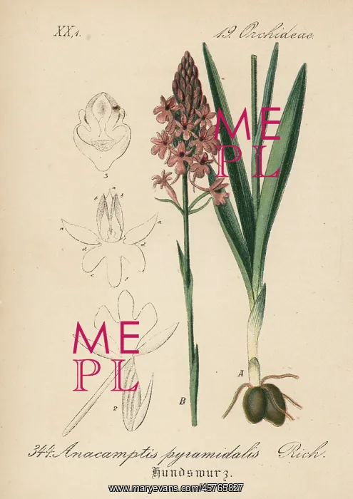 : Pyramidal orchid, Anacamptis pyramidalis : Pyramidal orchid, Anacamptis pyramidalis