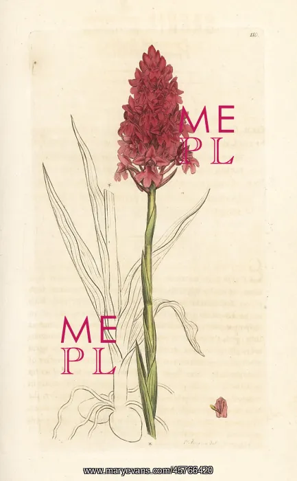 : Pyramidal orchid, Anacamptis pyramidalis : Pyramidal orchid, Anacamptis pyramidalis