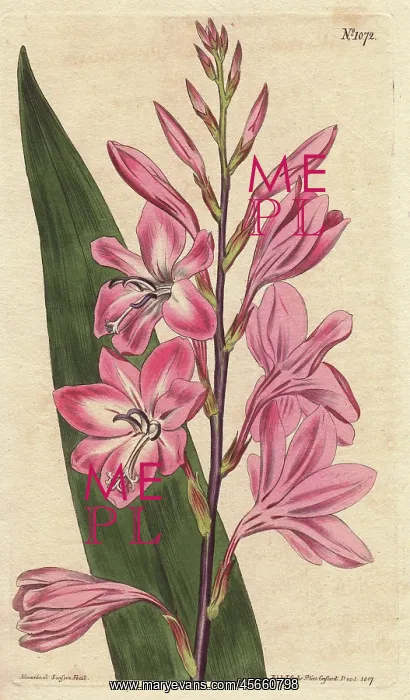 : Pyramidal watsonia (dwarf gladiolus), native : Pyramidal watsonia (dwarf gladiolus), native
