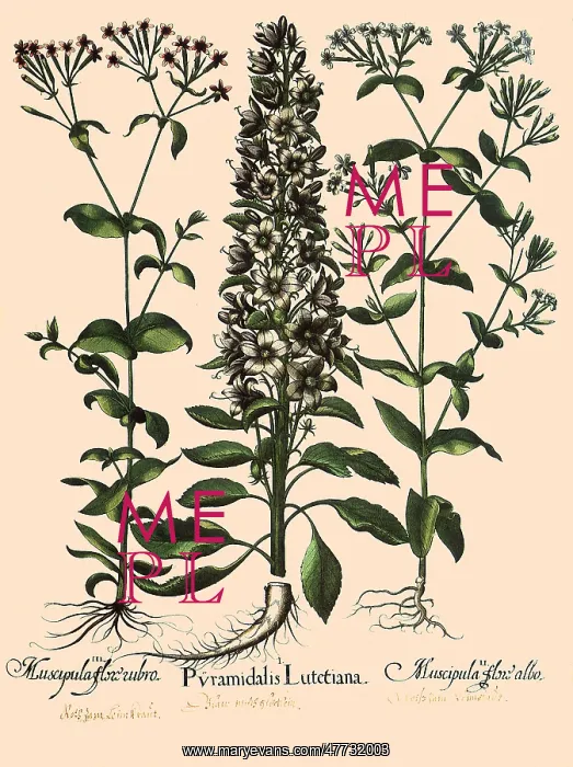 : Pyramidalis lutetiana, Silene vulgaris, Silene nuta : Pyramidalis lutetiana, Silene vulgaris, Silene nuta